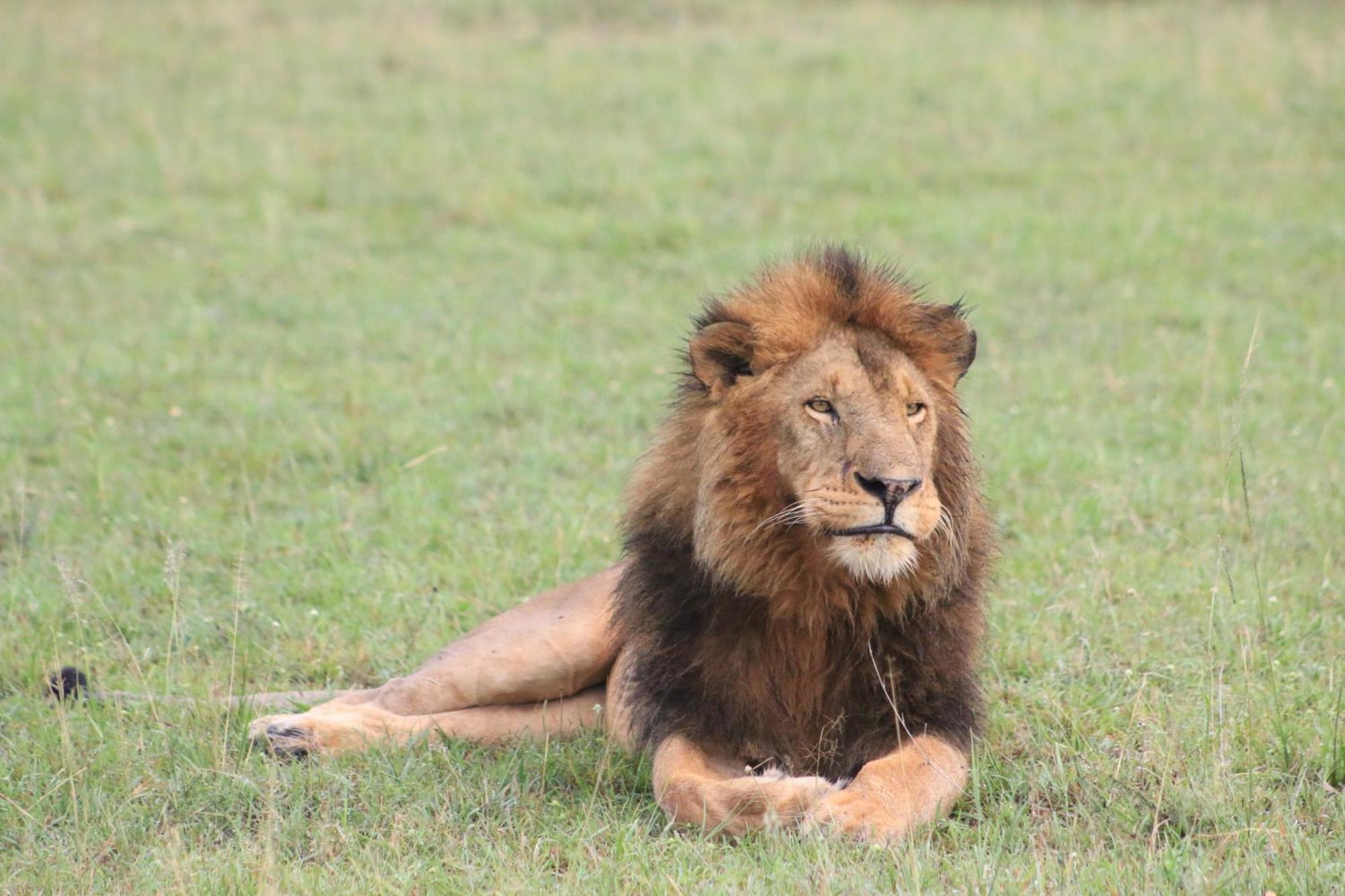 Samana Mara Hotell Maasai Mara Eksteriør bilde