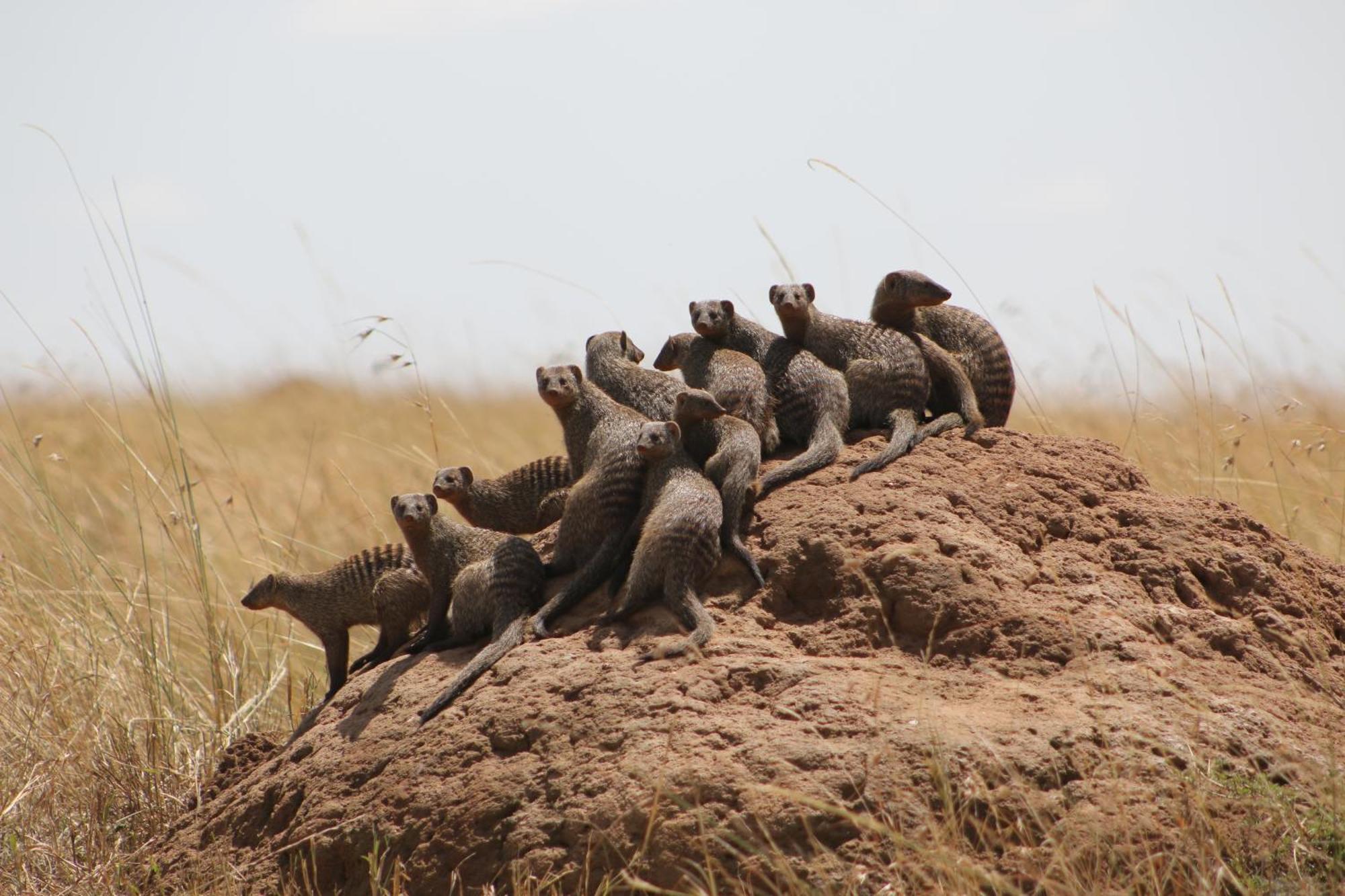 Samana Mara Hotell Maasai Mara Eksteriør bilde