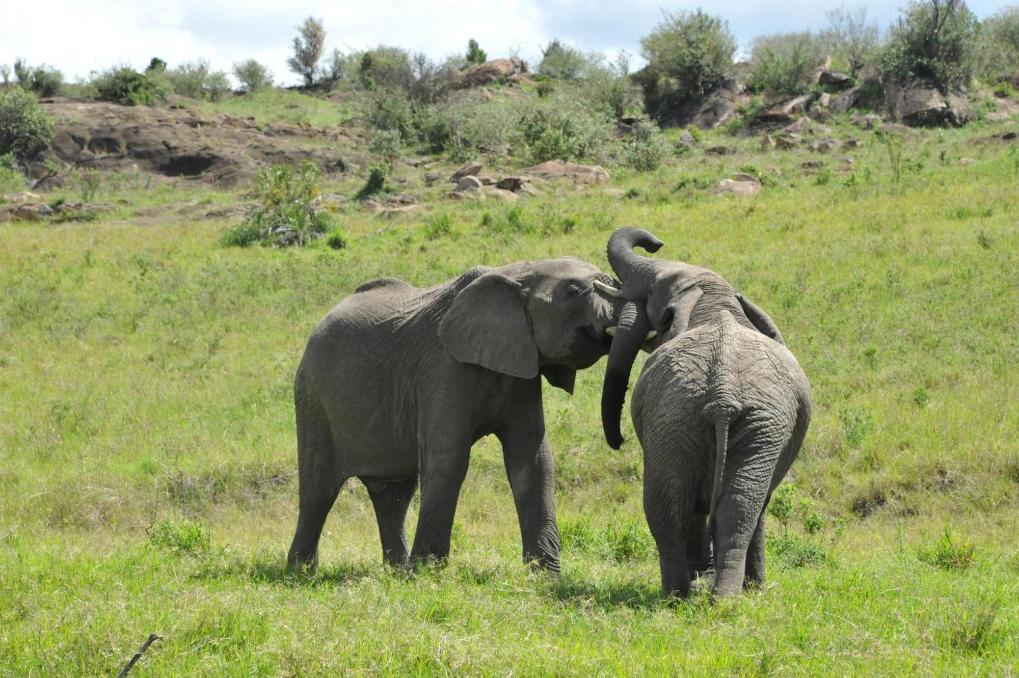Samana Mara Hotell Maasai Mara Eksteriør bilde